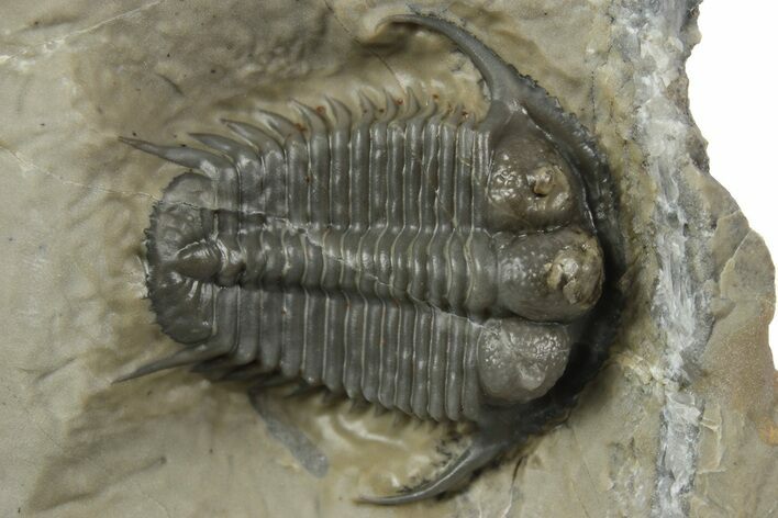 Beautiful Cyphaspides Pankowskiorum Trilobite - Jorf, Morocco #251766